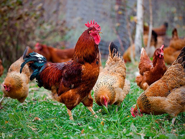 Породы куриц | ЗооТом - продажа, вязка и услуги для животных в Комсомольском