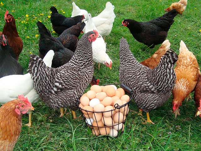 Содержание кур и уход за ними | ЗооТом - продажа, вязка и услуги для животных в Комсомольском