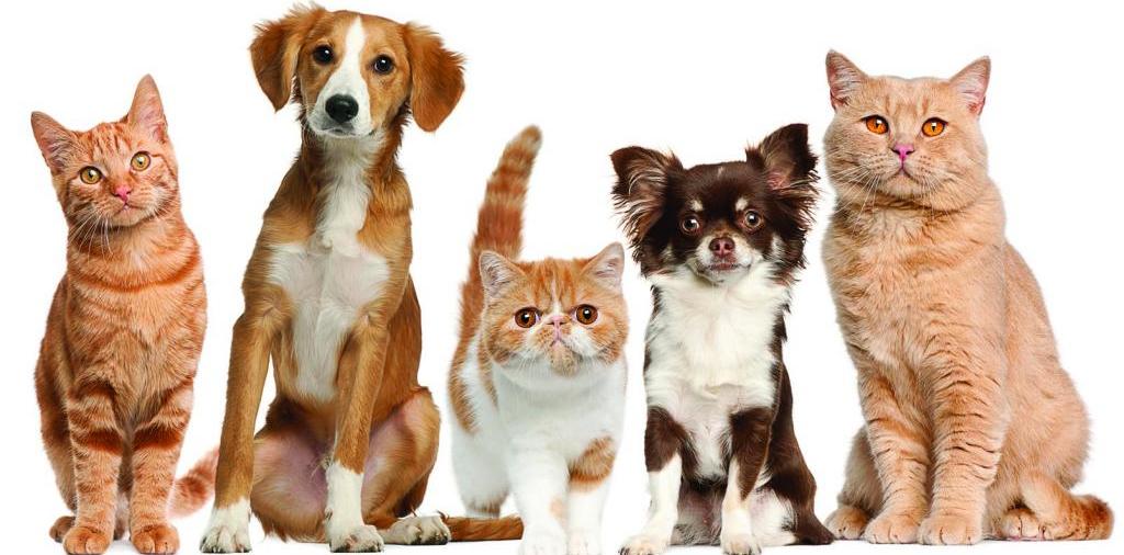 Доска объявлений о животных | ЗооТом - продажа, вязка и услуги для животных в Комсомольском