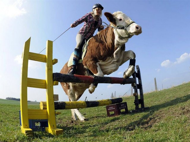 Статьи о коровах в Комсомольском | ЗооТом портал о животных