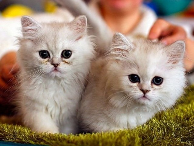 Породы кошек в Комсомольском | ЗооТом портал о животных