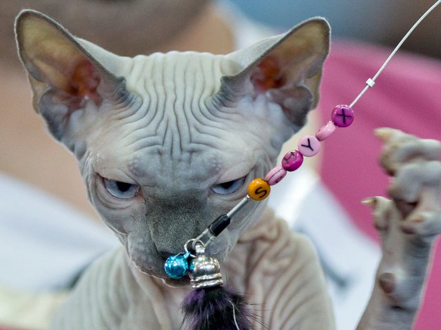 Выставки кошек в Комсомольском | ЗооТом портал о животных