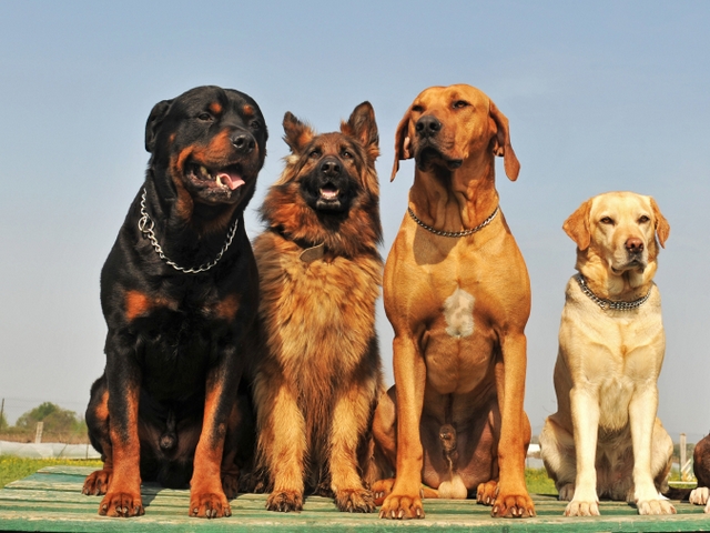 Крупные породы собак в Комсомольском | ЗооТом портал о животных