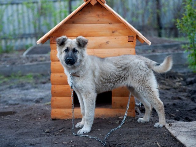 Все о собаках в Комсомольском